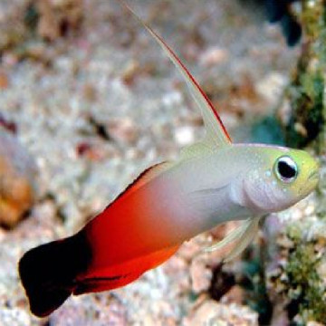 Nemateleotris magnifica : 3 à 4 cm (Gobie de feu,poisson fléchette magnifique)
